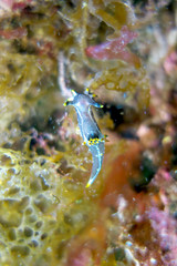 Sea slug - Polycera hedgpethi Marcus
