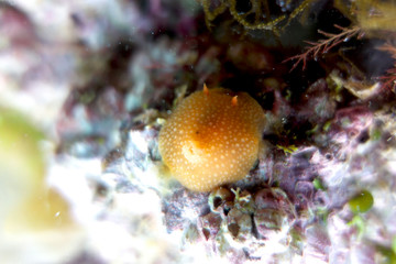 Sea slug - Aldisa sp. 