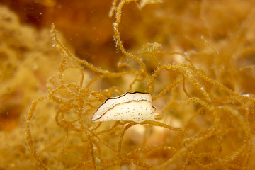 Sea slug - Goniobranchus orientalis