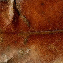 Leaf Macro Detail Texture Background