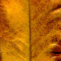 Leaf Macro Detail Texture Background