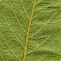 Leaf Macro Detail Texture Background