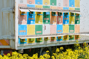 Truck with bee hives in a rape field