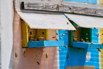 Bee hives in a truck