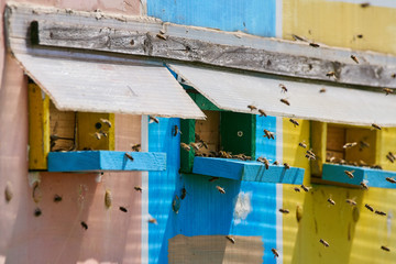 Bee hives in a truck