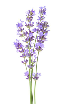 Few sprigs  of lavender isolated on white background.