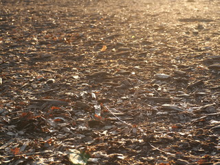 dirt texture