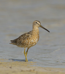 Short-billed Dowitcher, Limnodromus griscus