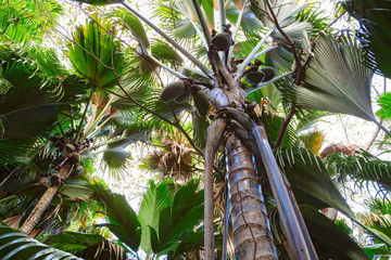 Obraz premium A view from below upwards on the Coco de Mer palm trees. The Vallee De Mai palm forest, Praslin island, Seychelles.