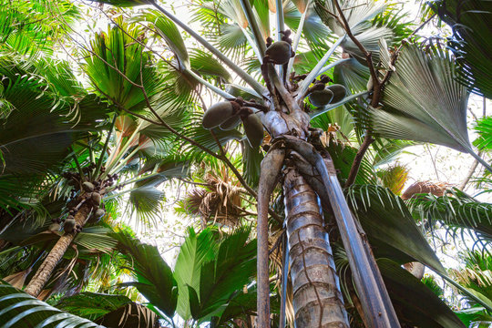 Fototapeta A view from below upwards on the  Coco de Mer palm trees. The Vallee De Mai palm forest, Praslin island, Seychelles.