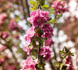 Beautiful red flowers on an apple tree