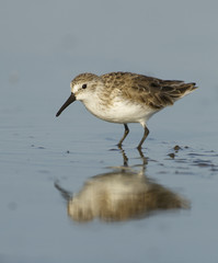 Dunlin, Calidris alpina