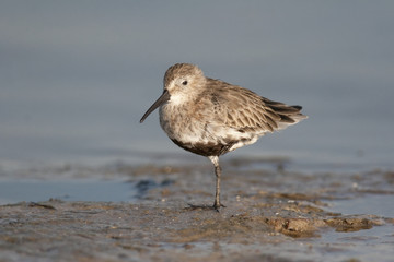 Dunlin