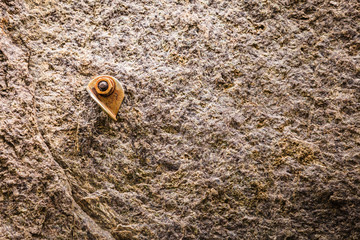 Stone rocks texture with climbing handles