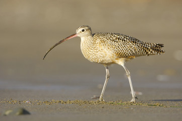 Long-billed Curlew, Numenius americanus