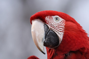 コンゴウインコ