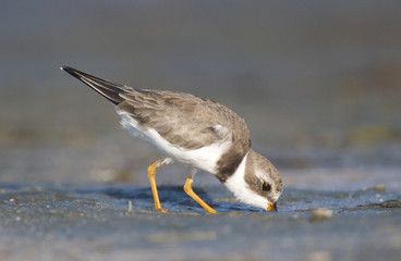 Semipalmated Plover, Charadrius semipalmatus