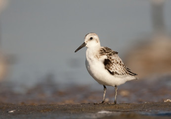 Sanderling