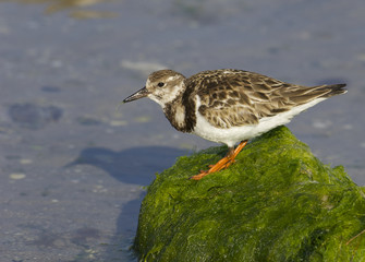 Ruddy Turnstone, Arenaria interpres