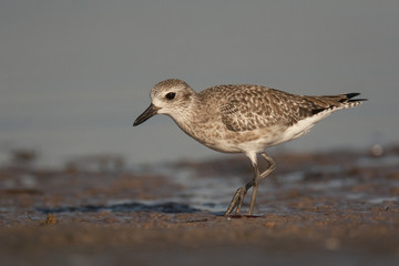 Semipalmated Sandpiper