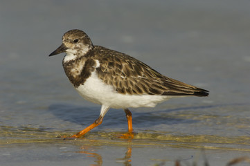 Ruddy Turnstone, Arenaria interpres