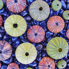 colorful sea urchins on black pebbles beach, natural background