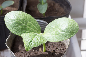 Sprout of pumpkin in a pod