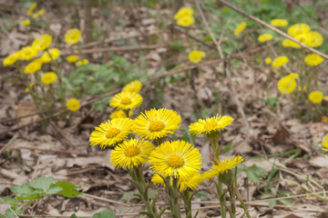Yellow flowers of coltsfoot on still leafless stalk