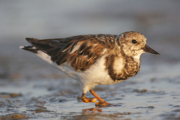 Ruddy Turnstone, Arenaria interpres