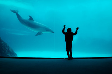 Boy watching captive dolphin performing in large aquarium - obrazy, fototapety, plakaty