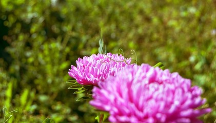 Fototapeta premium Kwiat