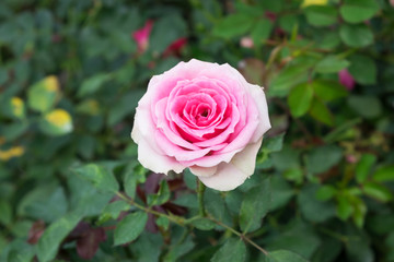 Pink rose in the garden