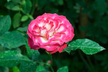 Pink and white roses in the garden.