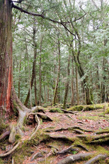 Fototapeta premium Aokigahara is a forest that lies at the base of Mount Fuji,also known as the Suicide Forest or Sea of Trees, Aokigahara Forest is a popular destination for tourists and school trips