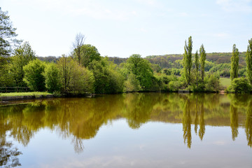 Fototapeta na wymiar Hohenauer Teich im Lainzer Tiergarten in Wien