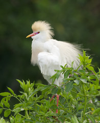 Cattle Egret, Bubulcus ibis
