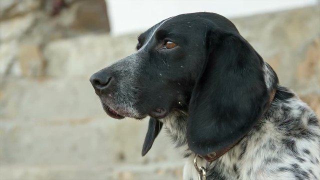 black and white dog with long ears