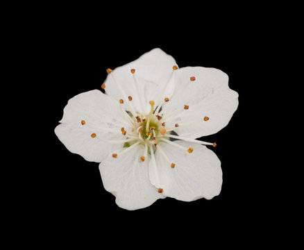 flowers plum on a branch against a black background