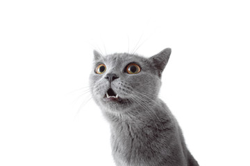 Gray cat looking at camera. Isolated on white background