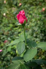 Pink rose in the garden