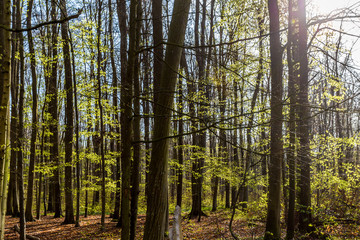 Fototapeta premium Küstenwald