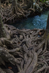 Mangrove forests with turquoise green water in pond, tree roots