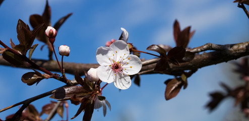 Prunus cerasifera or myrobalan plum branch with flowers.