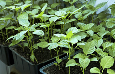 Seedlings of peppers in boxes.