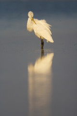Great Egret, Ardea alba