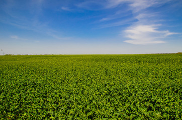 Field of the canola on spring