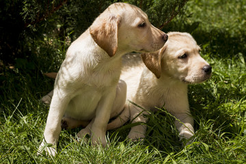 Puppies of labrador retriever sitting on the grass