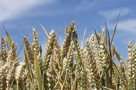 Wheat in a field