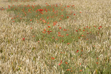 Wheat and poppies in field.