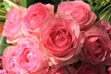 Pink roses